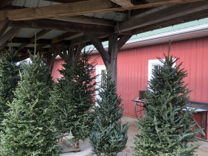 Christmas tree farm